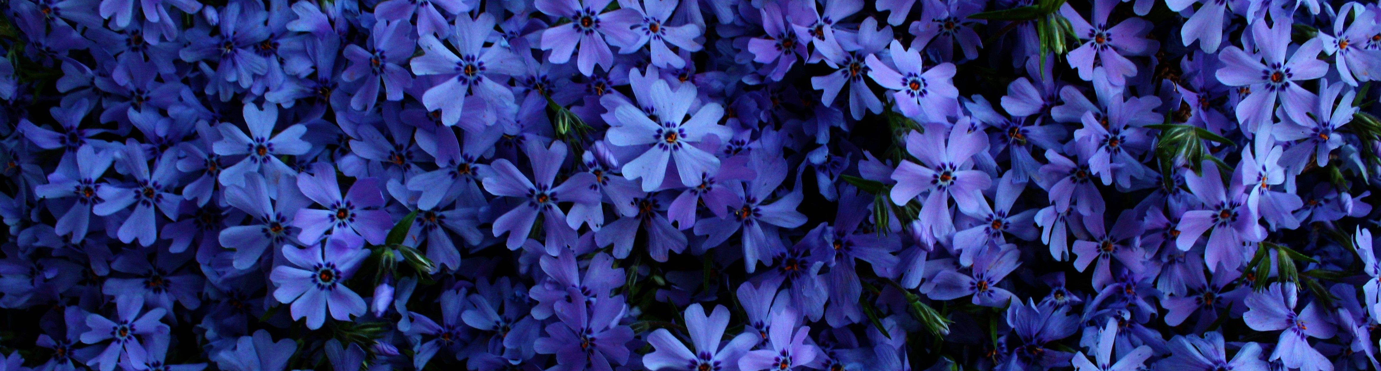 image of blue flowers